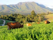 mysthill farm