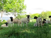 mysthill sheep