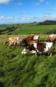 mysthill cows