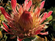 san parks flower photography